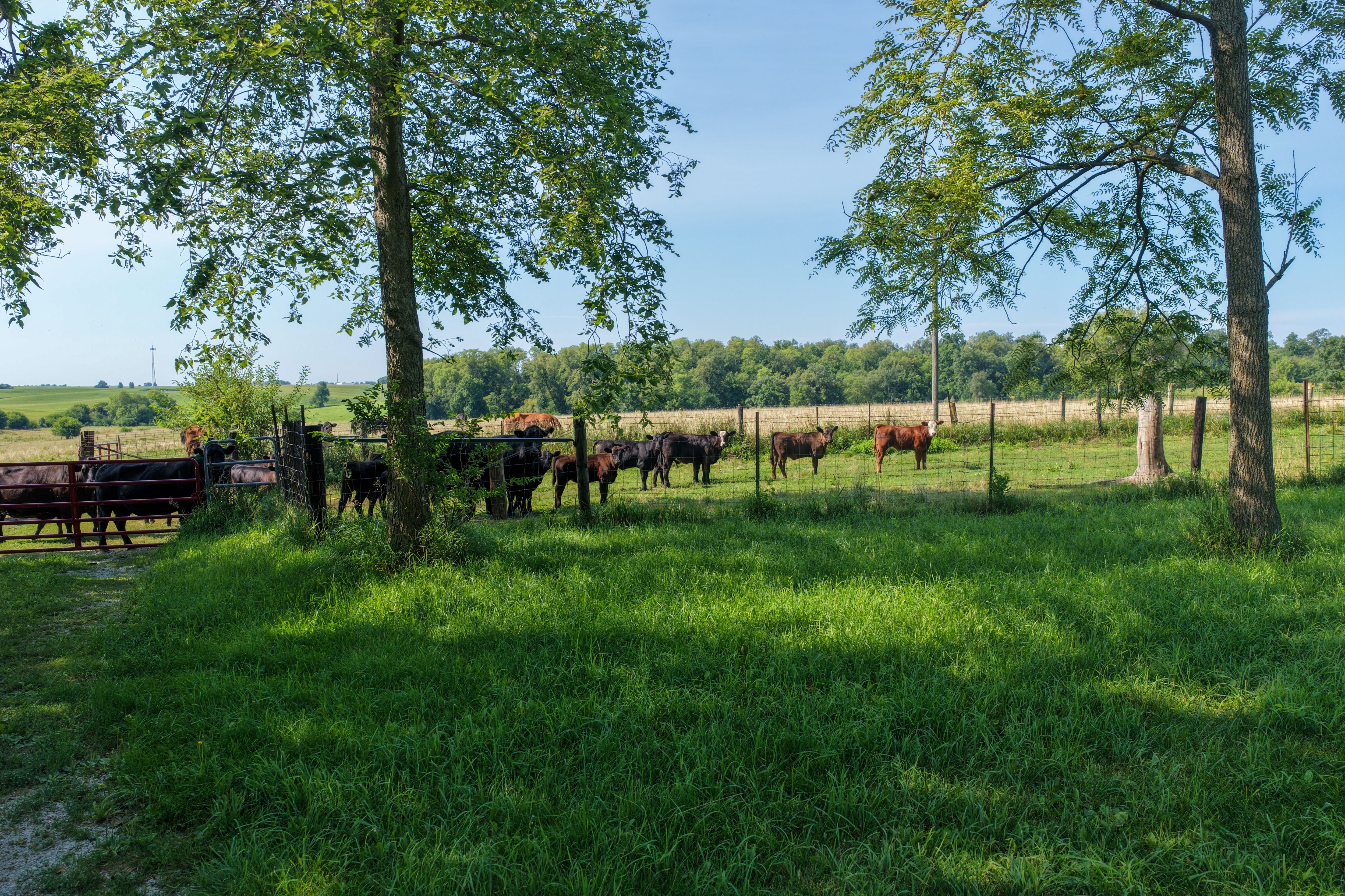 Listing Photo: Land for Sale Johnson County Iowa-3